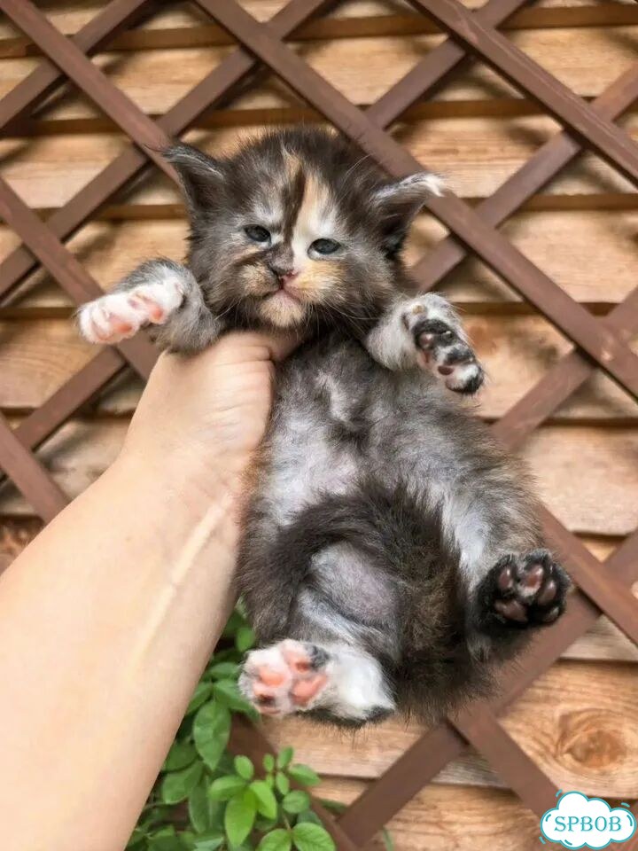 Мейн-кун котёнок фото 5