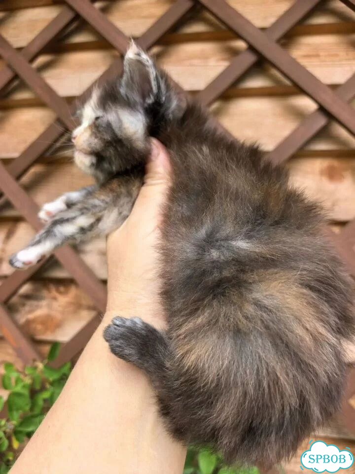 Мейн-кун котёнок фото 6
