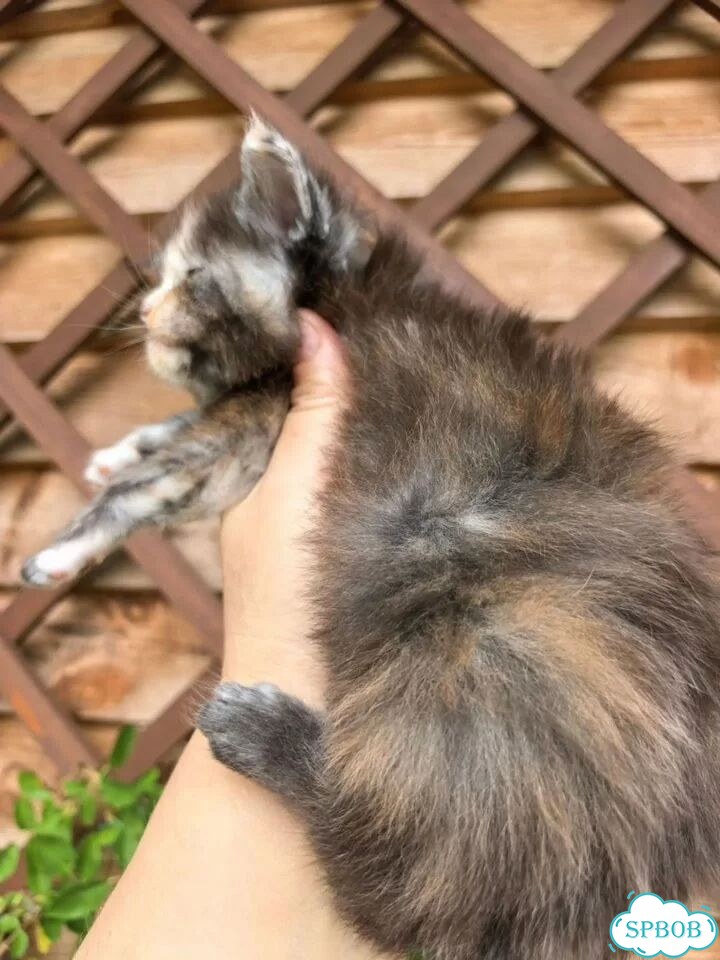 Мейн-кун котёнок фото 7