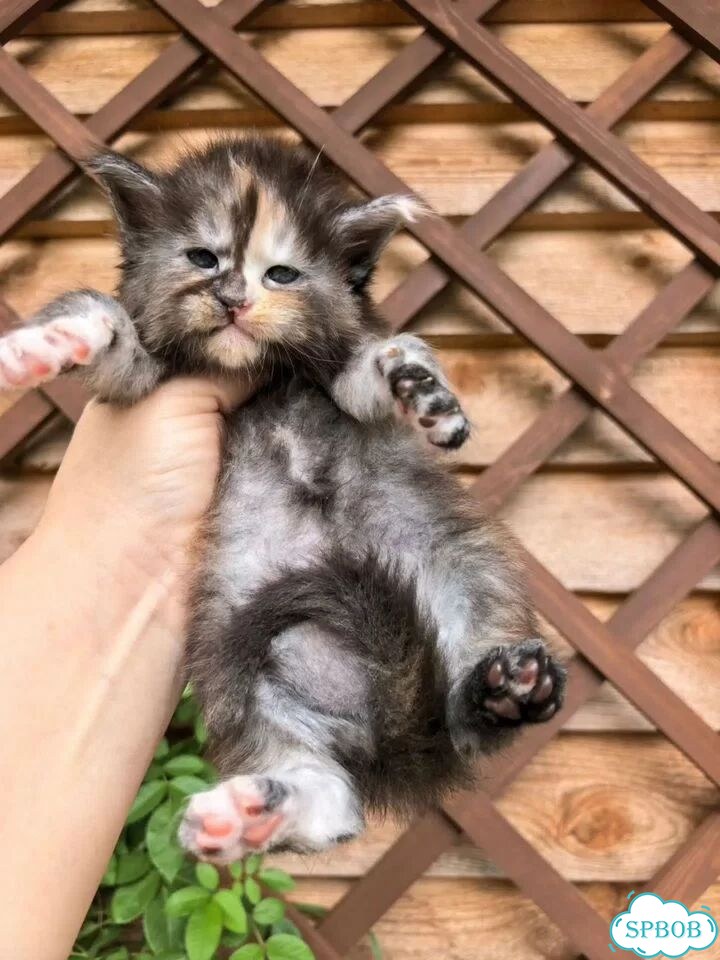 Мейн-кун котёнок фото 8