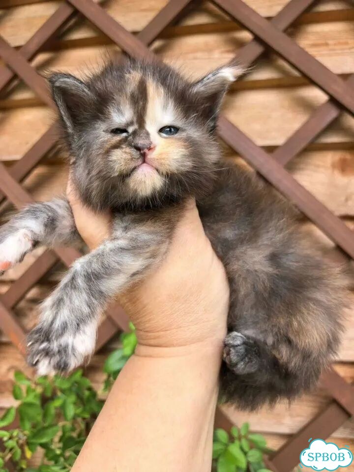 Мейн-кун котёнок фото 9
