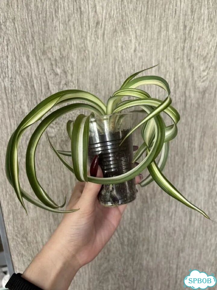 Хлорофитум кудрявый укорененный фото 4