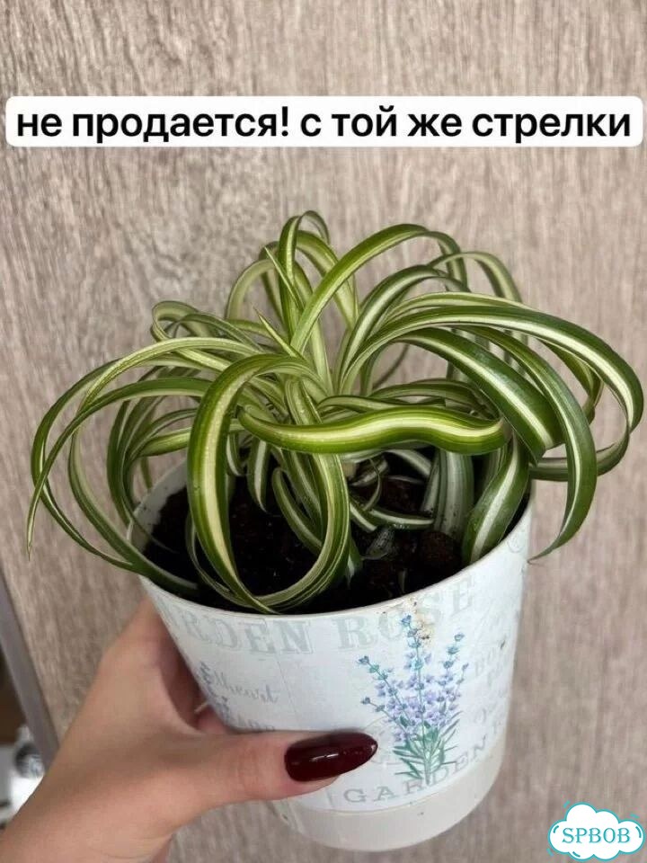 Хлорофитум кудрявый укорененный фото 7