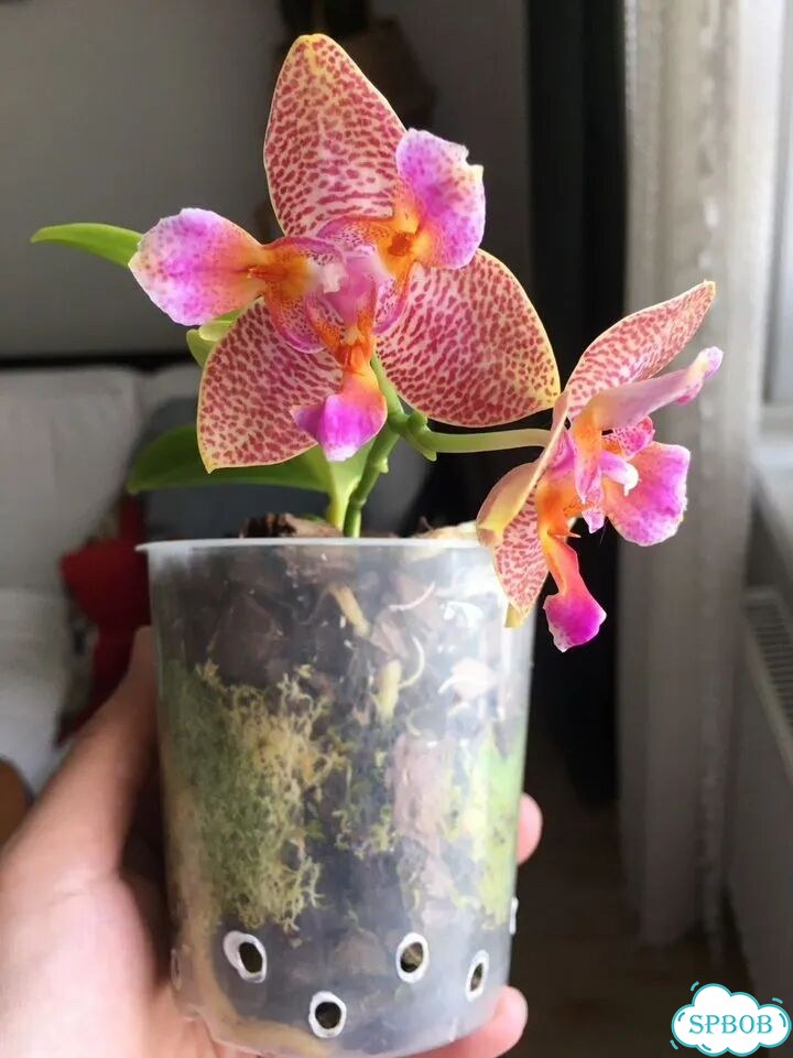 Phalenopsis Joy Fairy Tale фото 1