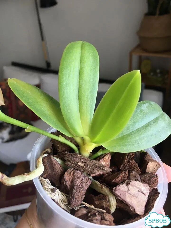 Phalenopsis Joy Fairy Tale фото 3
