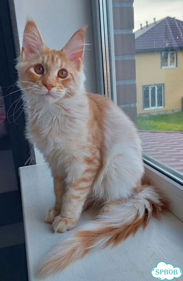 Мейн-кун котёнок фото 1