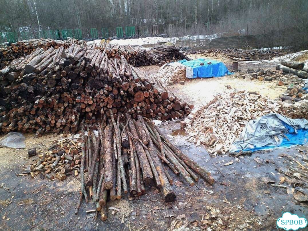 Дрова колотые березовые фото 5