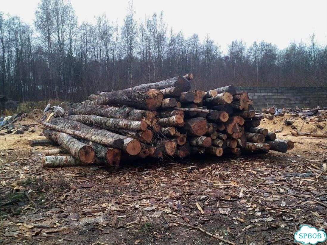 Березовые дрова фото 4