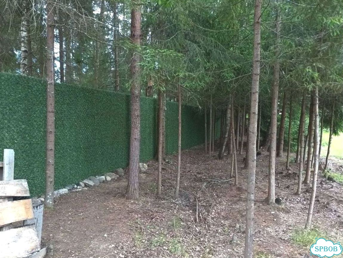 Калифорнийская изгородь фото 1
