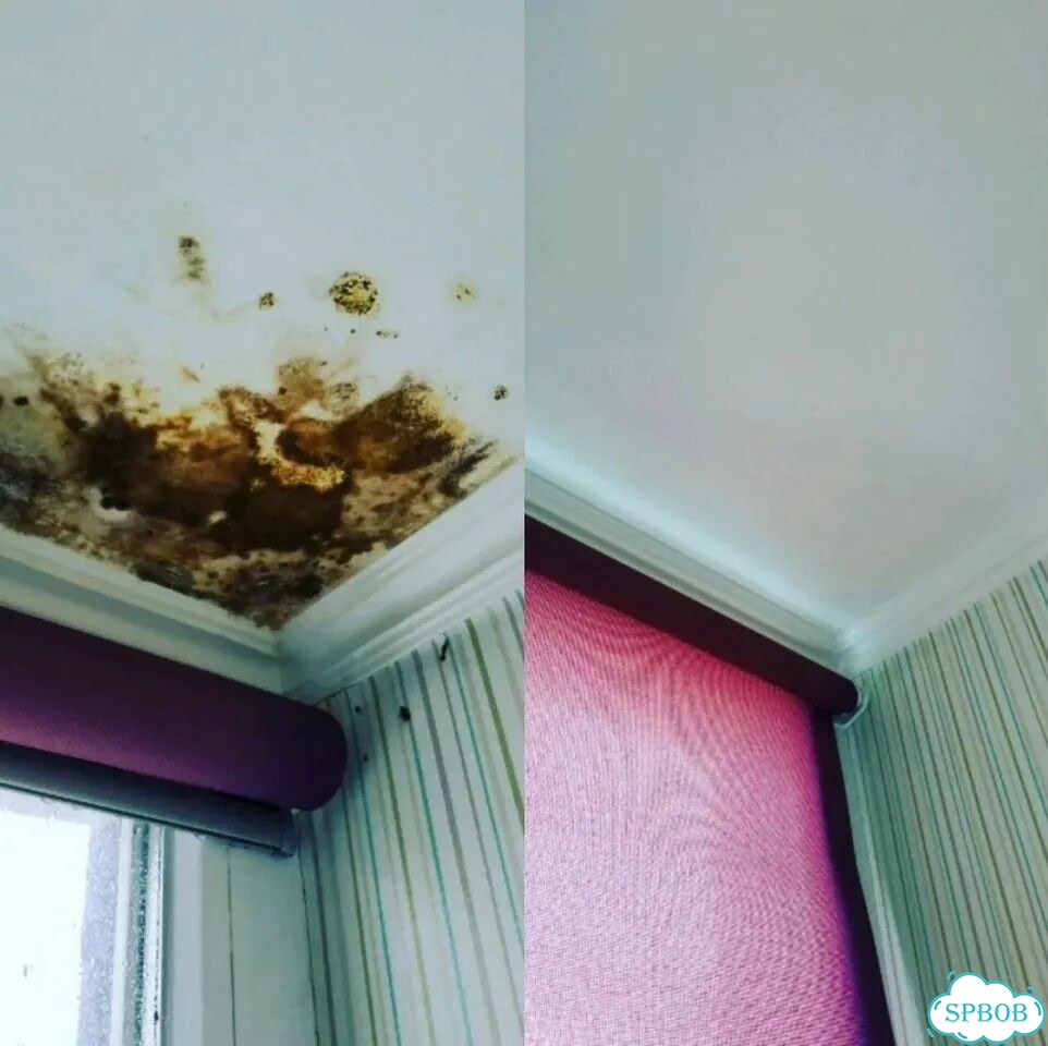 Удаление плесени и грибка / обработка фото 7