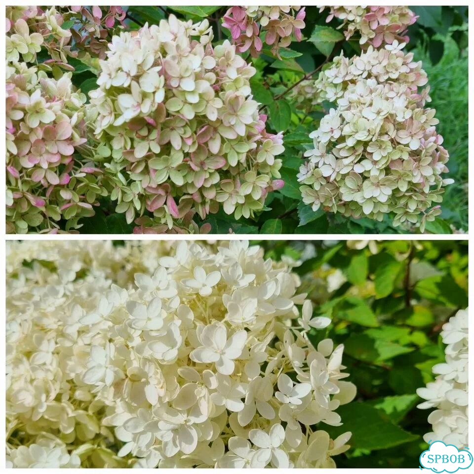 Декоративные кустарники и цветы для сада фото 3