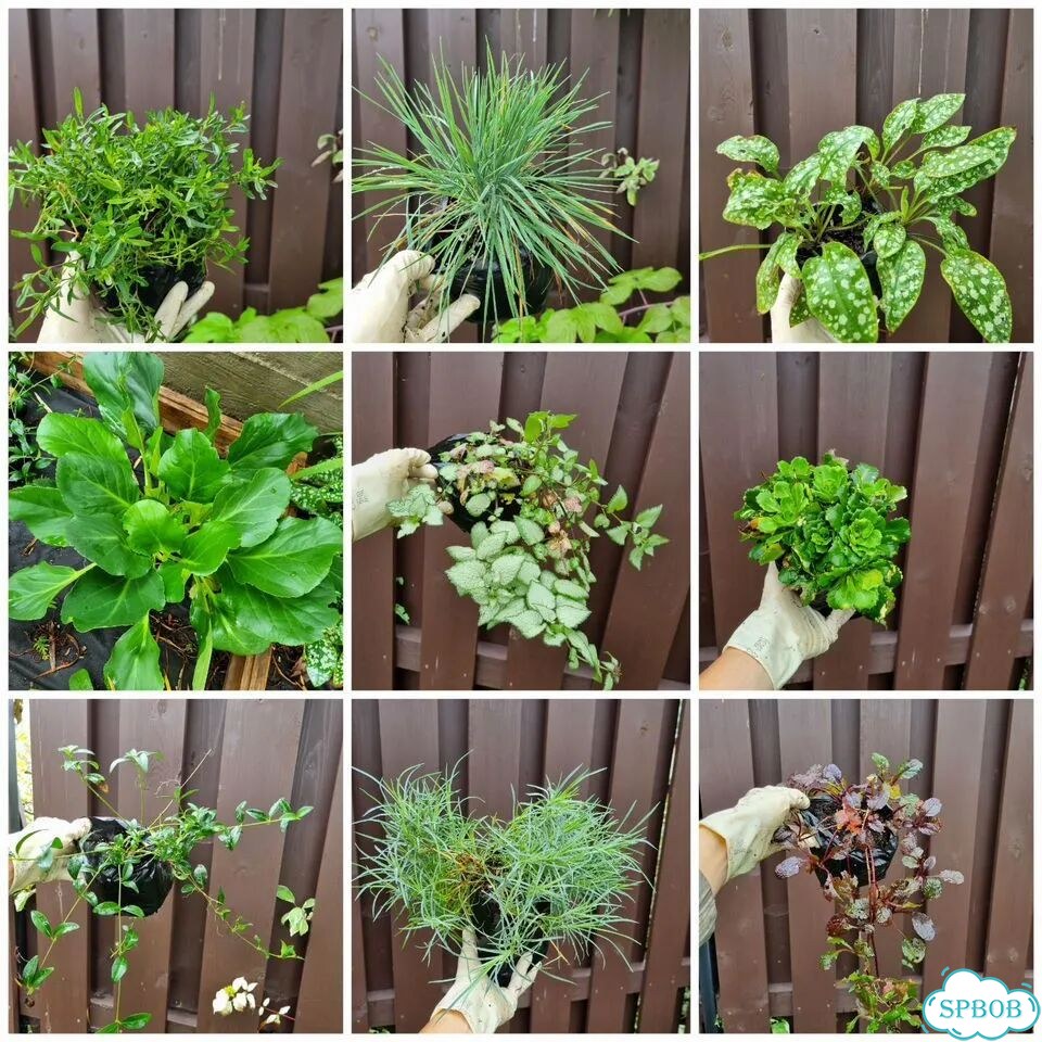 Декоративные кустарники и цветы для сада фото 6