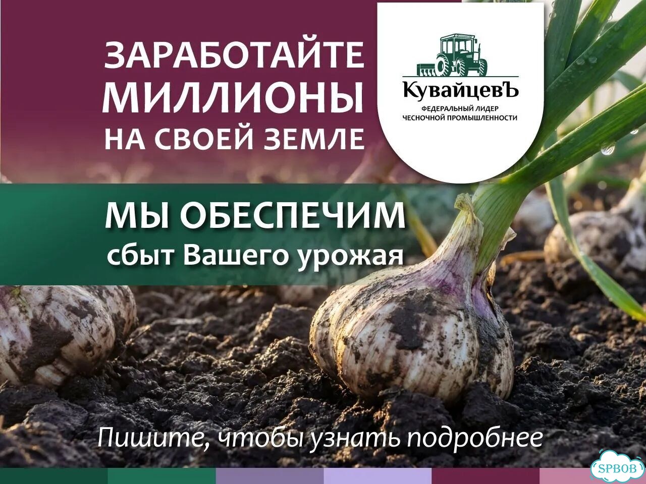 Готовый бизнес: выращивание чеснока. Франшиза фото 1