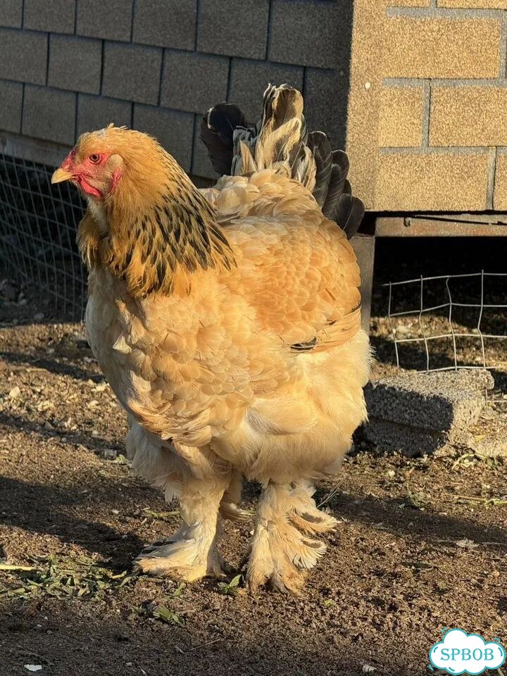 Королевские Брама фото 2