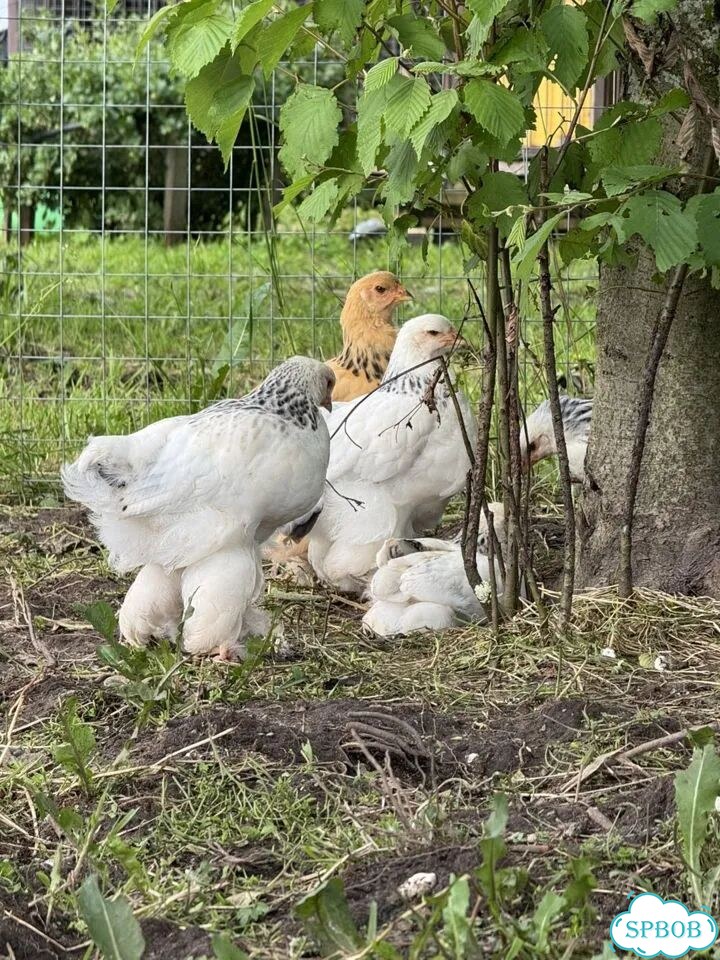 Королевские Брама фото 4