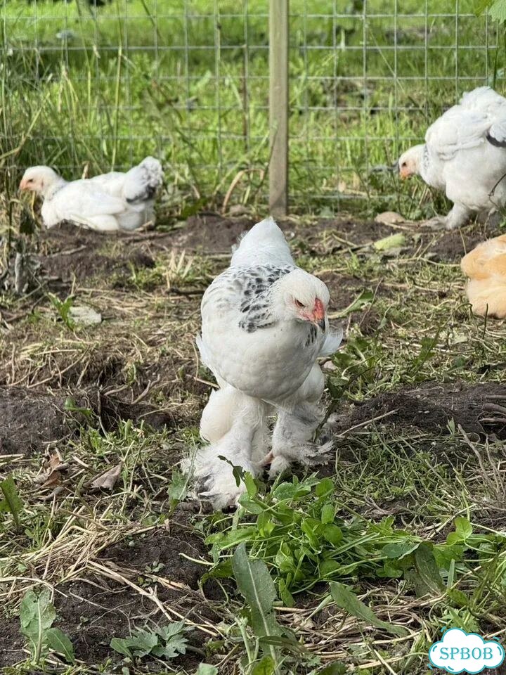 Королевские Брама фото 5