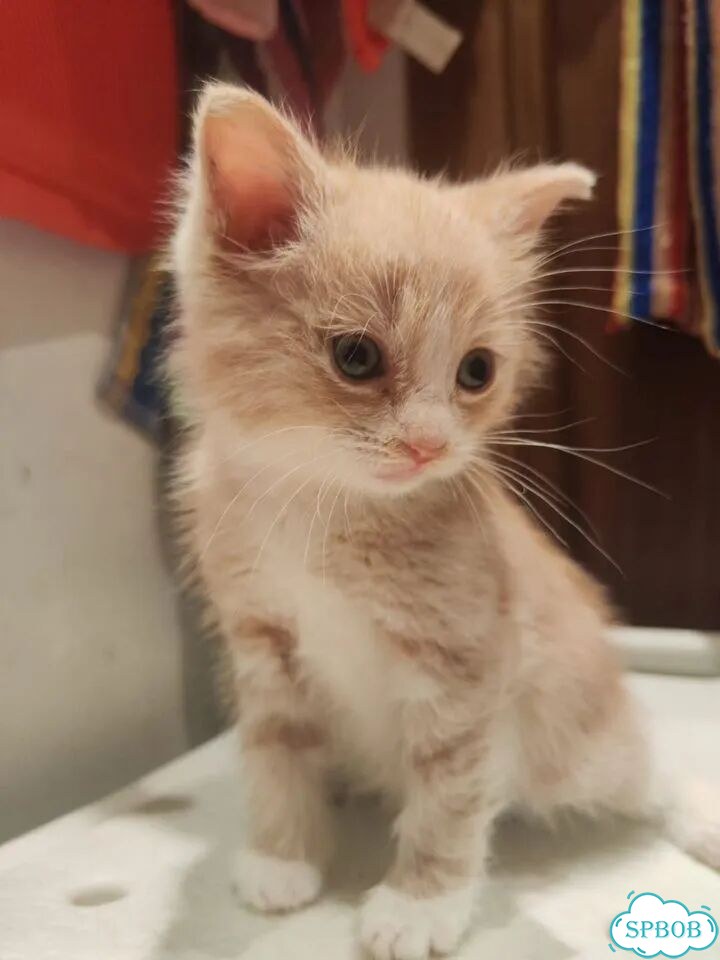 Котёнок в добрые руки фото 1