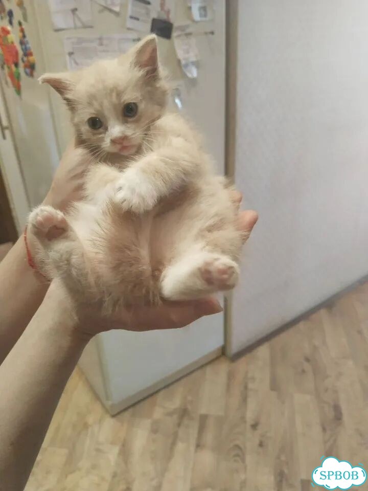 Котёнок в добрые руки фото 2