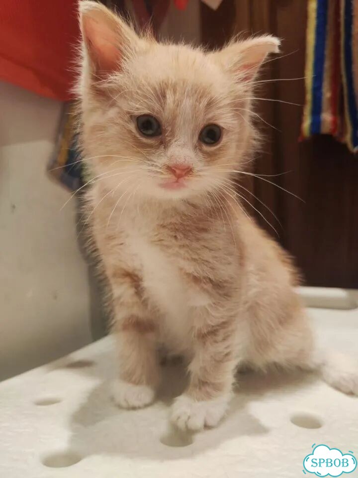 Котёнок в добрые руки фото 3