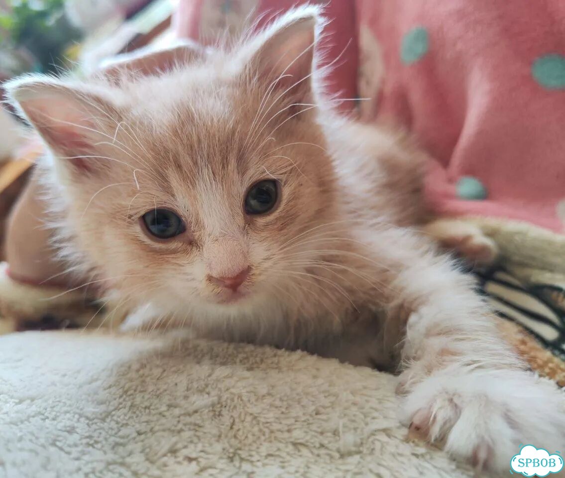 Котёнок в добрые руки фото 4