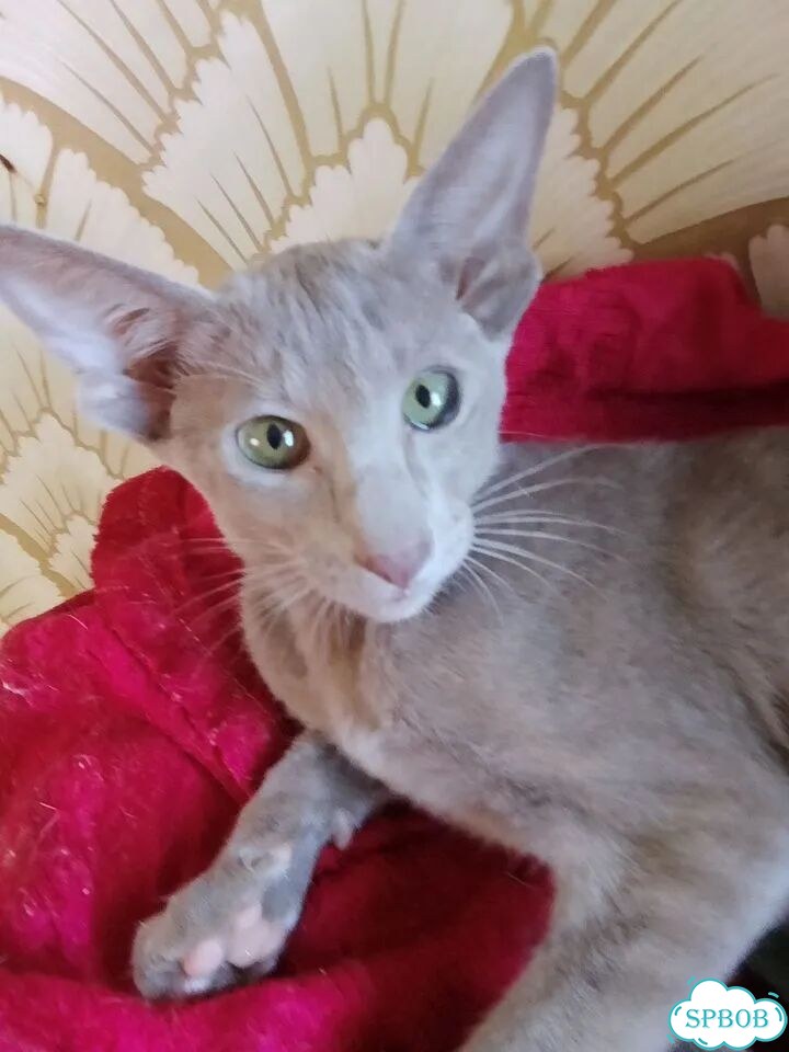 Ориентальный котёнок фото 1