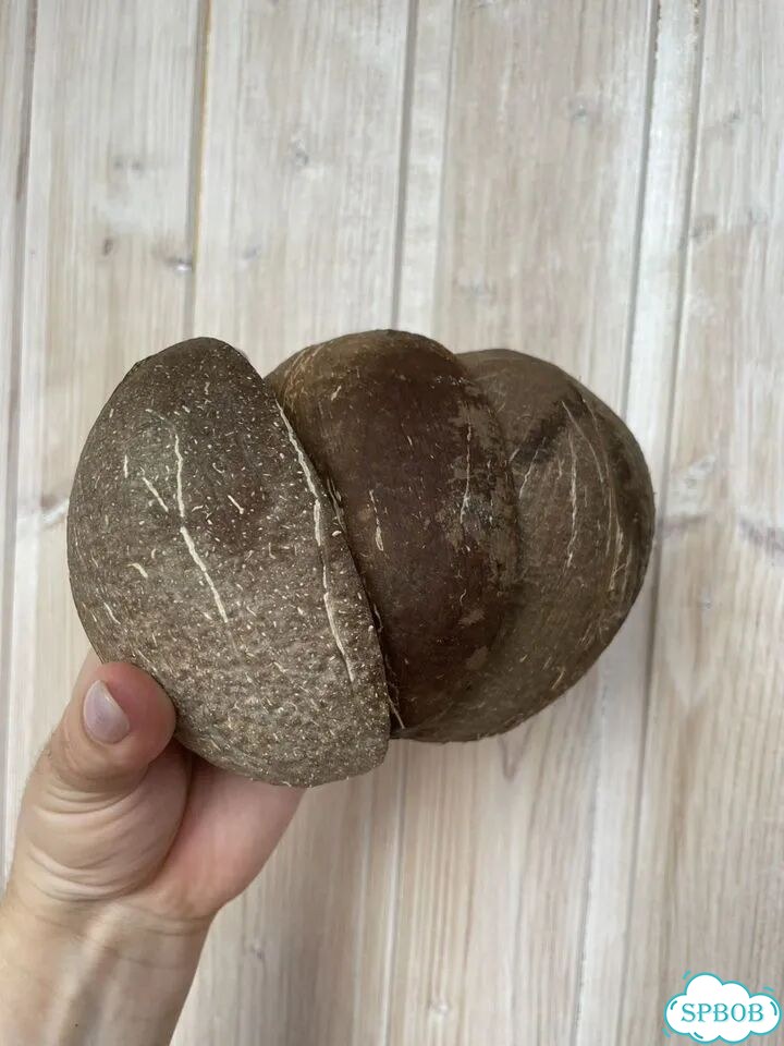 Половинки кокоса для свечей, декора, творчества фото 8