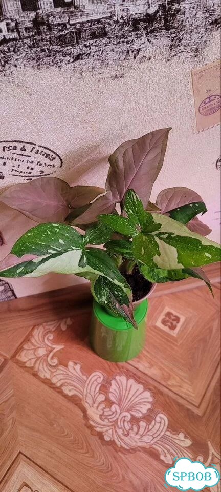 Сингониум Red spot tricolor фото 1