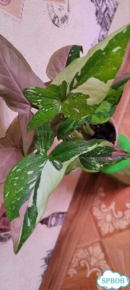 Сингониум Red spot tricolor фото 3