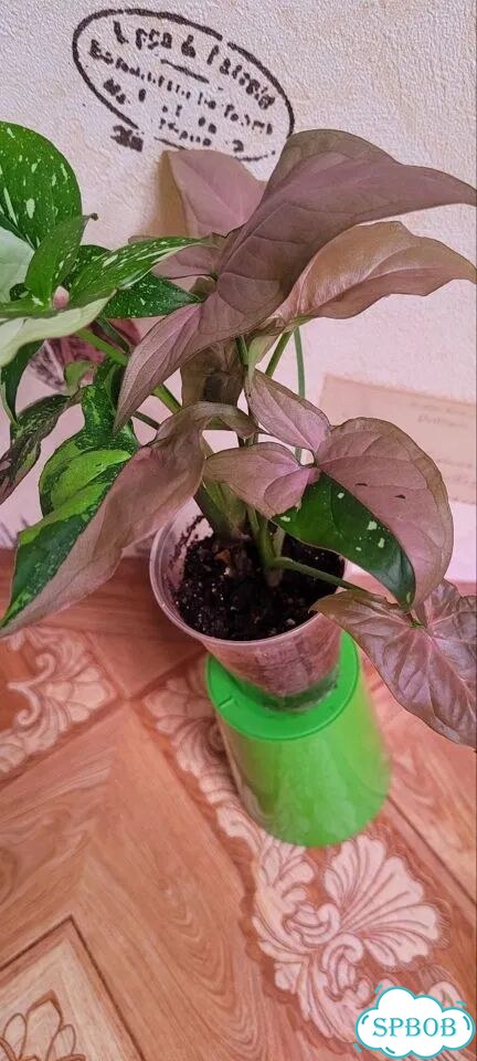 Сингониум Red spot tricolor фото 4