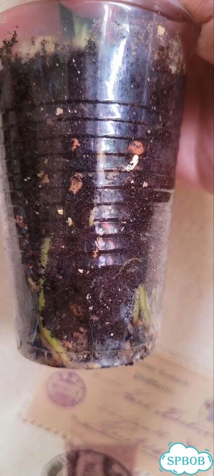 Сингониум Red spot tricolor фото 5