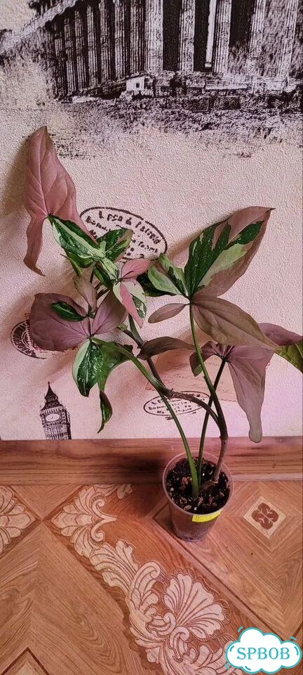 Сингониум Red spot tricolor фото 6