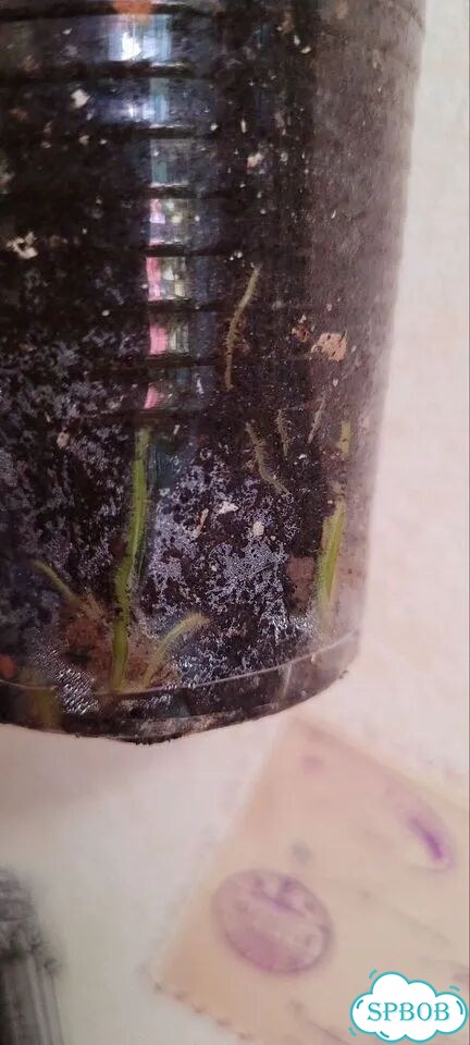 Сингониум Red spot tricolor фото 8