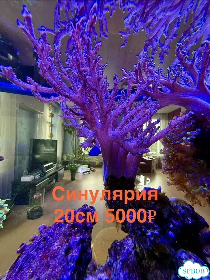 Живые кораллы для больших морских аквариумов фото 1