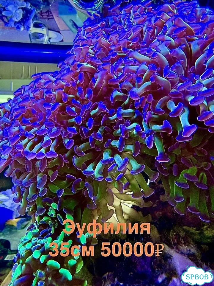Живые кораллы для больших морских аквариумов фото 2