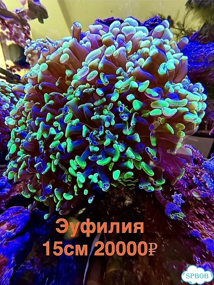 Живые кораллы для больших морских аквариумов фото 3