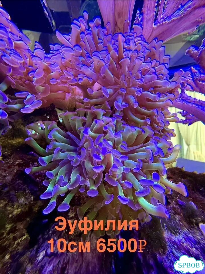Живые кораллы для больших морских аквариумов фото 4