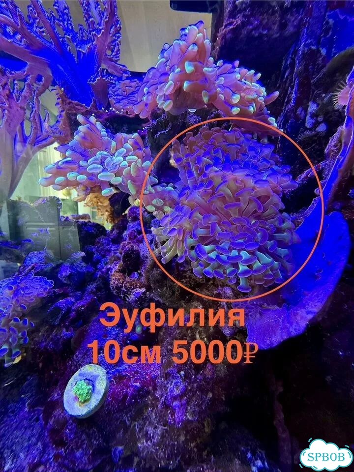 Живые кораллы для больших морских аквариумов фото 5