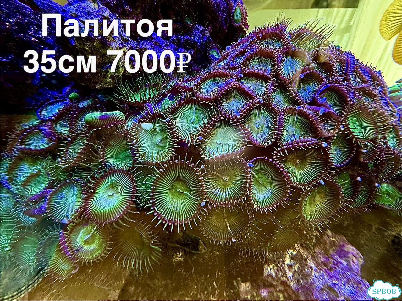Живые кораллы для больших морских аквариумов фото 6