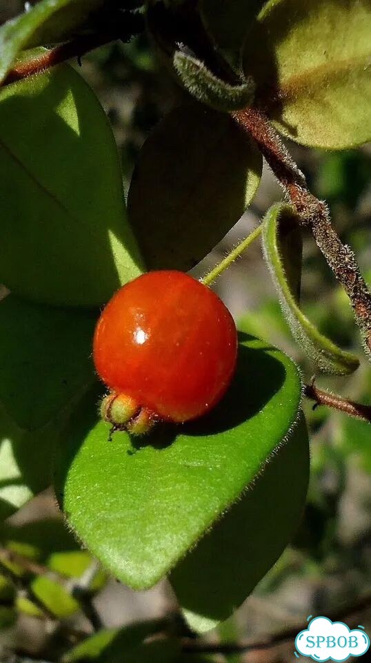 Eugenia Hirta фото 1