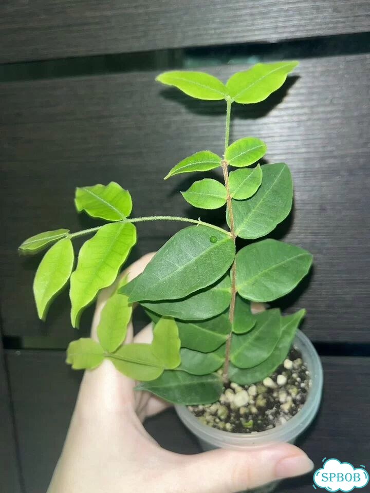 Eugenia Hirta фото 2