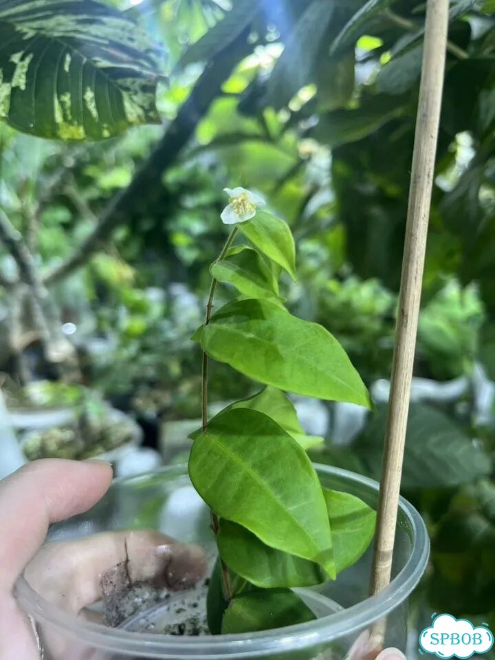 Eugenia Hirta фото 3