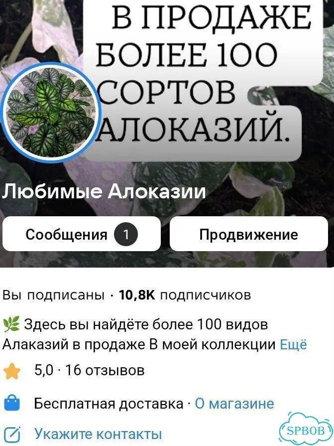Алоказия Нобилис детка фото 3