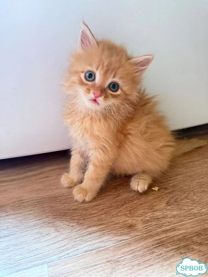 Сибирский котёнок фото 1
