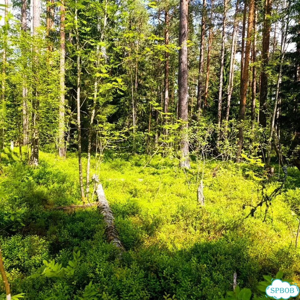 Лисички (в наличии 5кг) фото 4
