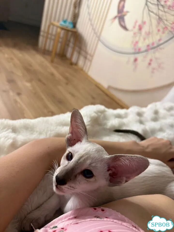 Ориентальный котёнок фото 3