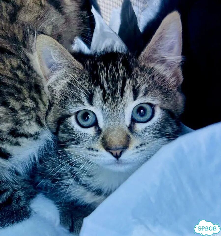 Европейский короткошёрстный котёнок фото 1
