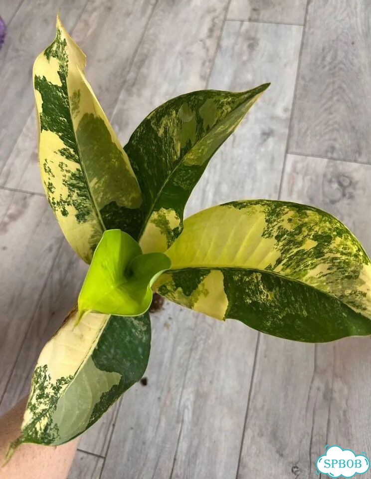 Дифенбахия yellow variegated фото 1