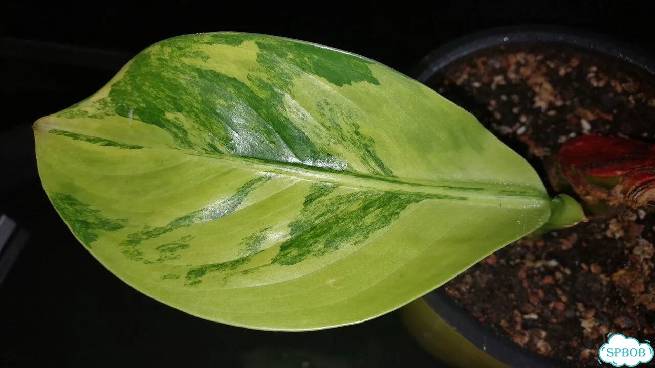 Дифенбахия yellow variegated фото 2