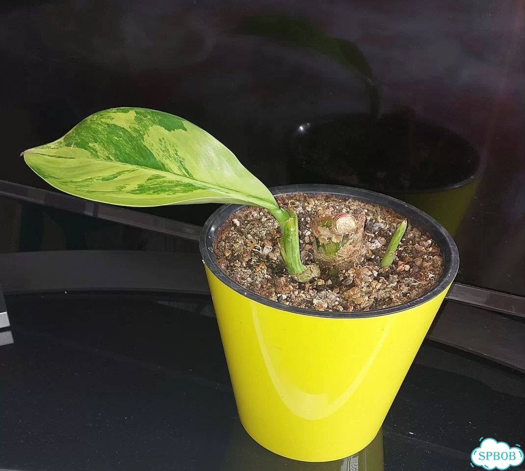 Дифенбахия yellow variegated фото 3
