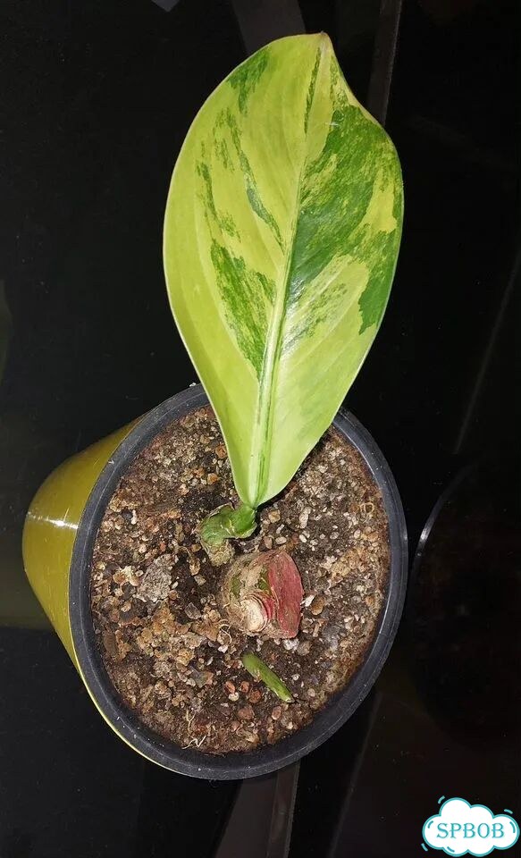 Дифенбахия yellow variegated фото 4